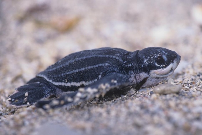 Tới những điểm đến vừa chiêm ngưỡng vừa chăm sóc động vật thoải mái ai chẳng thích