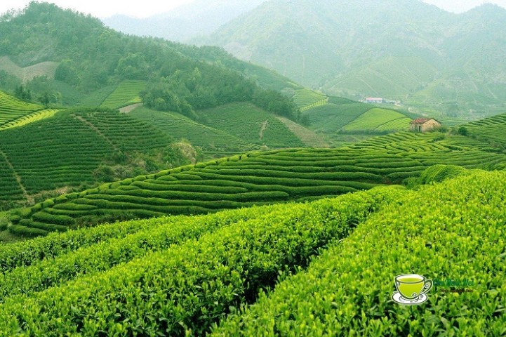 Thái Nguyên tổ chức lễ hội “Hương sắc Trà xuân - vùng chè đặc sản Tân Cương”