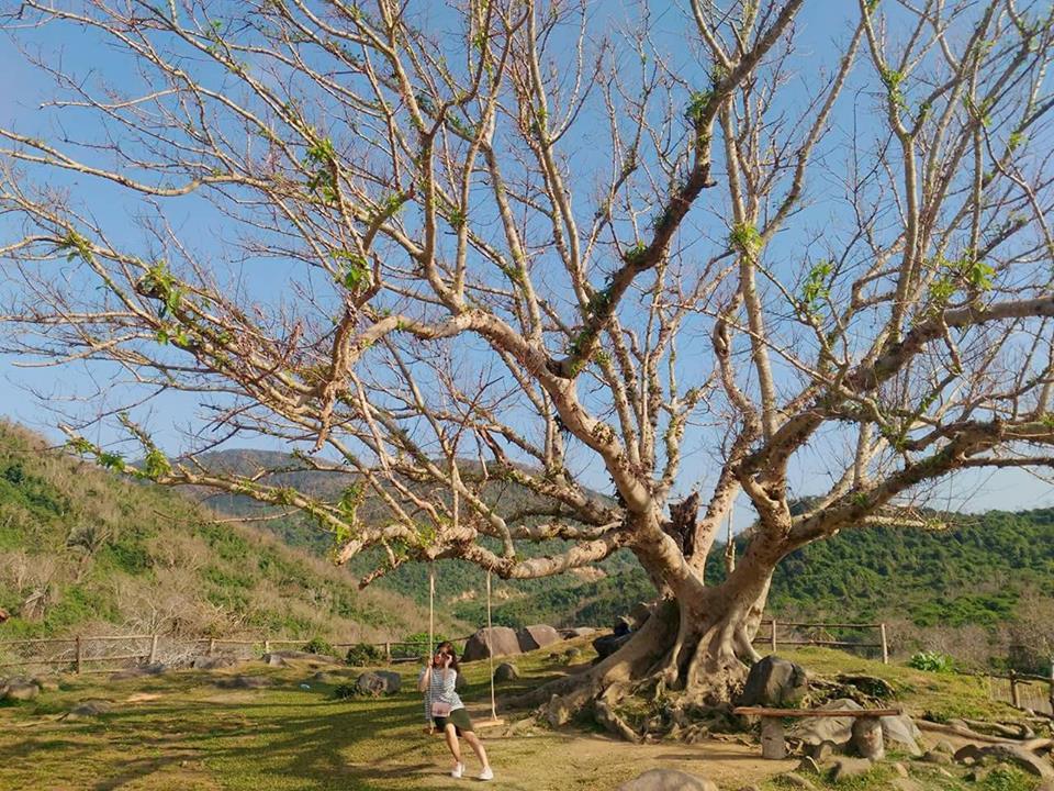 Giới trẻ đứng ngồi không yên với trang trại "sống ảo" nhất Phú Yên