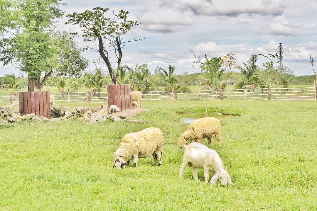 Trải nghiệm lội mương, bắt cá ở nông trại trong lòng Sài Gòn