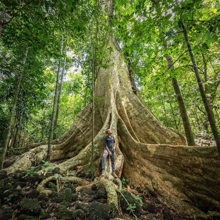 Check in cùng vườn hoa đã là gì, trend mới là sống ảo cùng những gốc cây siêu to khổng lồ