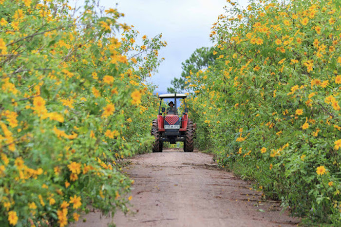 Điểm check-in hoa dã quỳ đẹp nhất khắp miền đất nước, bạn đã biết chưa?