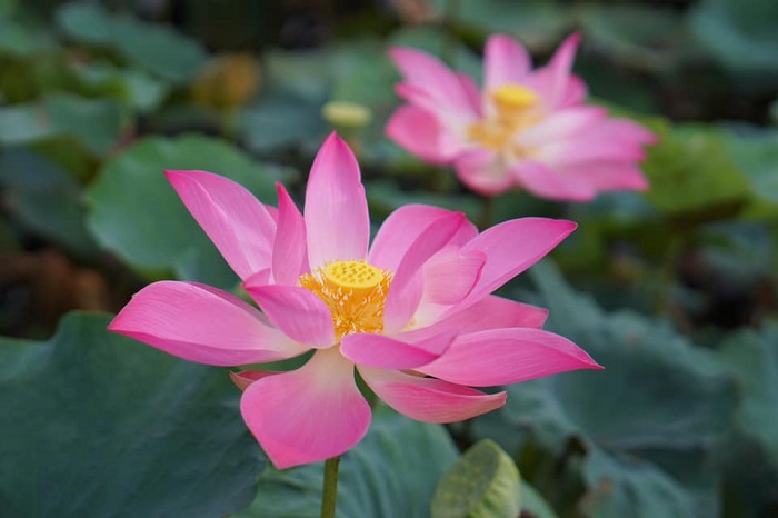 Điều kì diệu và ý nghĩa sâu sắc được gửi gắm trong quốc hoa của các nước trên thế giới