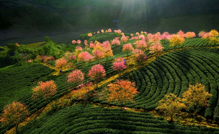 Đồi chè Ô Long sẽ đóng cửa vì du khách ngắm mai anh đào Sapa xả rác, ngắt hoa