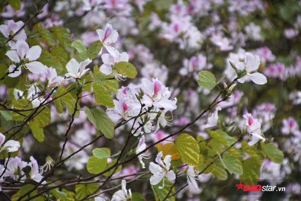 Ngẩn ngơ ngắm hoa ban Tây Bắc nhuộm tím phố phường ngày xuân sang