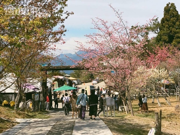 Quên Đài Bắc đi, mùa xuân phải ghé nông trại cừu Cingjing Farm ngắm hoa anh đào khoe sắc