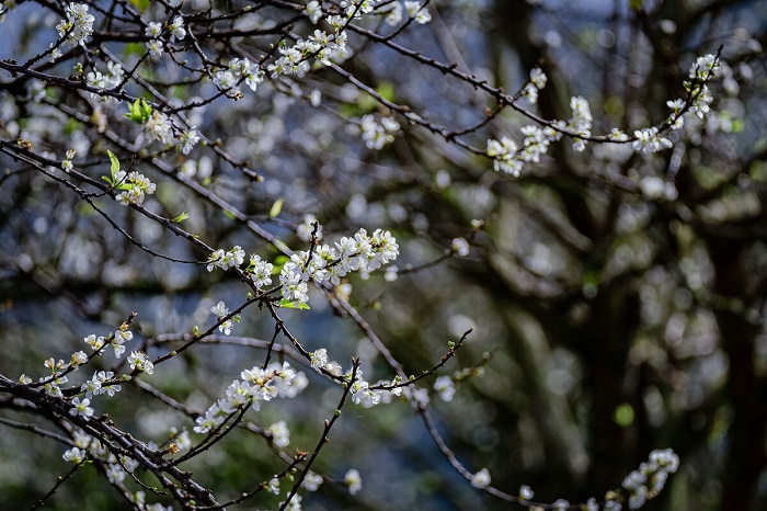 Hoa mận Mộc Châu nở sớm