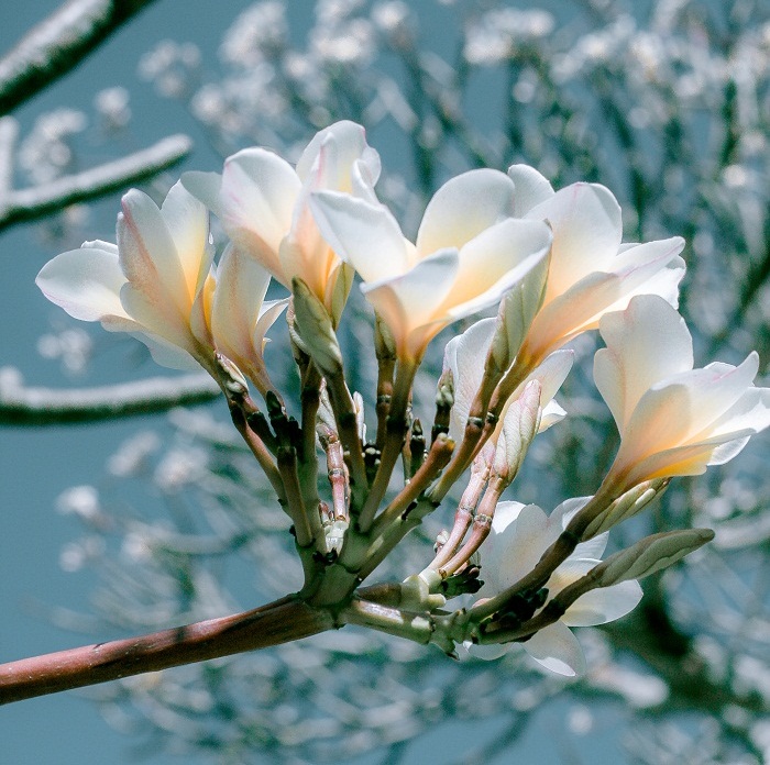 Có một Vũng Tàu đẹp nhẹ nhàng nhưng đầy cuốn hút khi mùa hoa sứ về