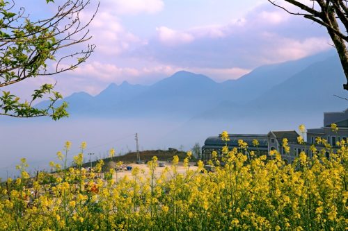 Lên xứ sương mù, mê mải ngắm vườn cải vàng rực rỡ