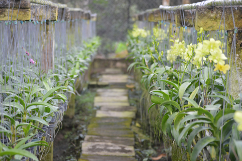Khai trương Khu du lịch Điền lan thôn Trang