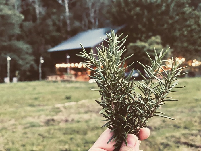 Chán cắm trại trên đồi thông, giới trẻ rủ nhau đến khu cắm trại Dalat Camp ở giữa thung lũng xanh mát