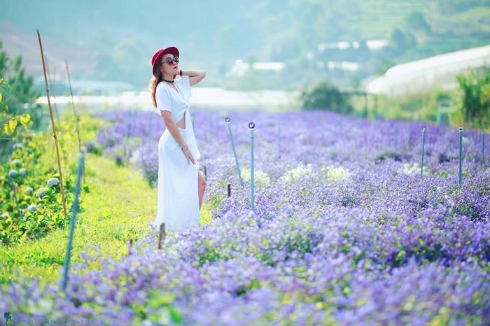 Ghé thăm những làng hoa, cây cảnh nổi tiếng Việt Nam dịp giáp Tết để có ngay bộ ảnh rạng rỡ như hoa