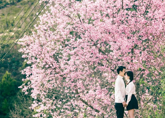 Đừng nhận 'fan cứng' Đà Lạt nếu bạn chưa từng check in mùa mai anh đào đẹp như Hàn Quốc