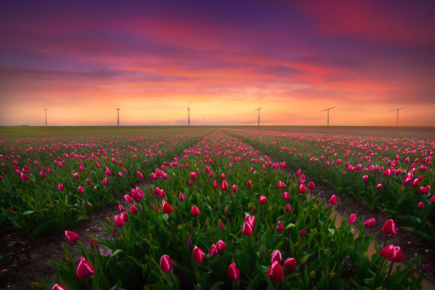 Mãn nhãn với cánh đồng hoa tulip tuyệt đẹp ở Hà Lan