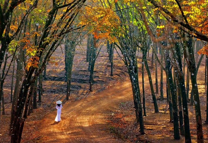 Ngỡ ngàng trước vẻ đẹp 'tựa Hàn Quốc' của mùa cao su thay lá Đông Nam Bộ