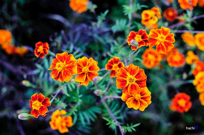 Không chỉ tam giác mạch, mùa hoa cúc cam Hà Giang vàng rực cũng đẹp mê người