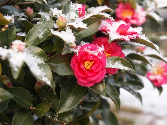 Không thể nào 'cai' khi ngắm những mùa hoa tháng 12 trên khắp năm châu