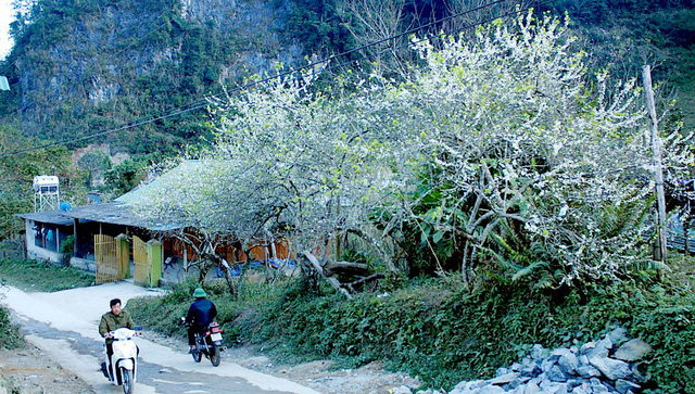 Ngắm tuyệt phẩm hoa ở miền biên viễn xứ Nghệ