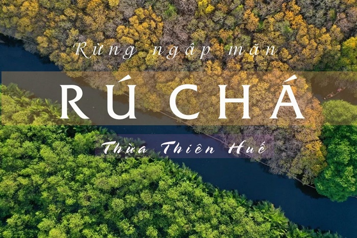 Muốn có ảnh ‘chất lừ’ - Check in ngay 4 khu rừng đẹp ở Việt Nam lên hình tình như phim