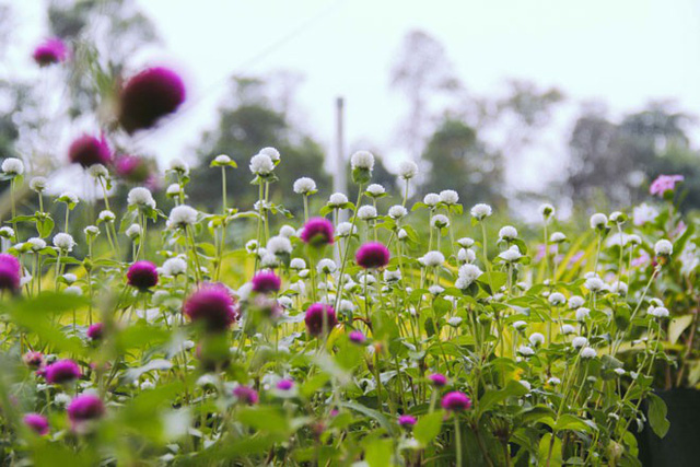 Không thể tin nổi giữa Sài Gòn có cánh đồng hoa đẹp đến thế!