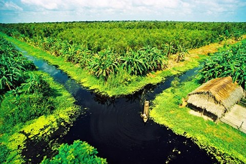 Rừng U Minh Hạ: Nơi con lươn cũng thành tinh