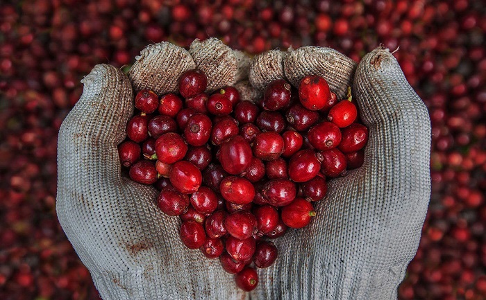 Sắc đỏ mùa thu hoạch cà phê ở Kon Tum