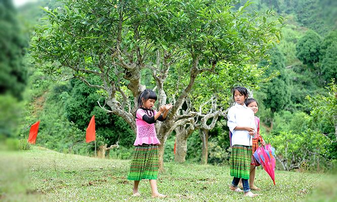 Cận cảnh cây chè tổ Suối Giàng có thân lớn trọn một vòng tay