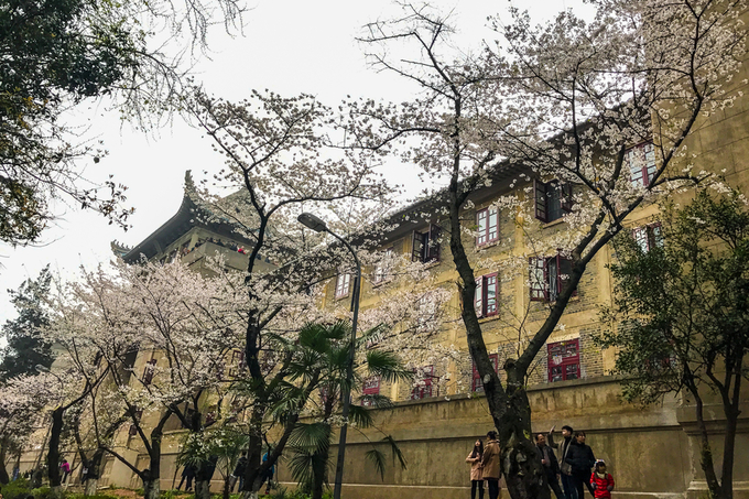 Ngôi trường đại học biến thành điểm du lịch nổi tiếng nhờ hoa anh đào