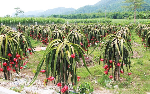 Oanh tạc Phan Thiết – “Vương quốc” thanh long của Việt Nam