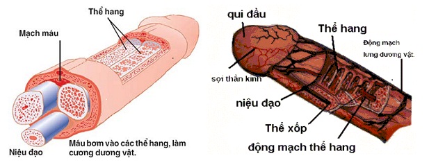 đồ chơi tình dục cho nam giới