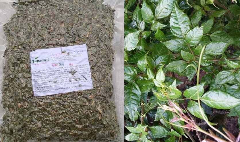 Cây chè dây có tác dụng gì với sức khỏe con người? Cây chè dây có tác dụng gì với sức khỏe con người?