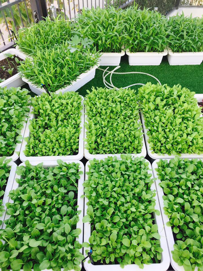 vườn rau an toàn cho gia đình thiết kế sân thượng