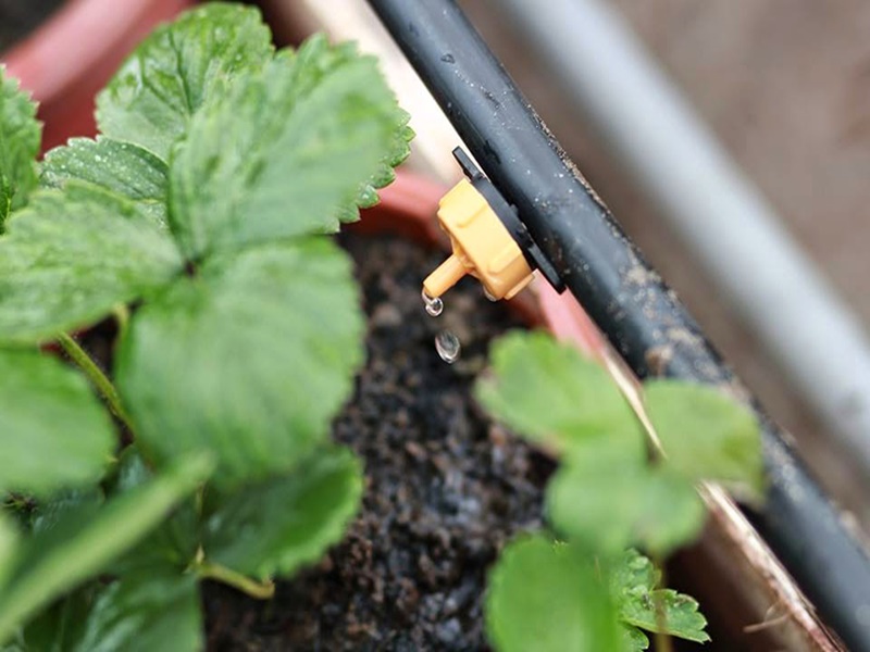 Thi công vườn đứng trong nhà