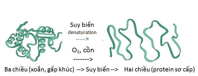 Quá trình suy biến protein