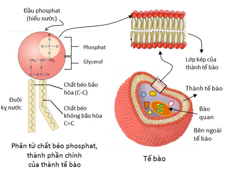 Cấu trúc thành tế bào