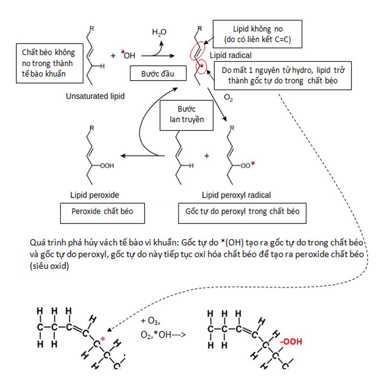 Phản ứng ozone với axit béo