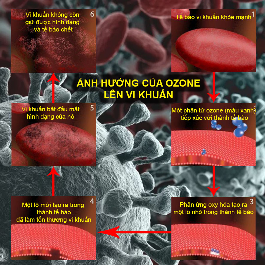 Tác động của Ozone lên vi khuẩn