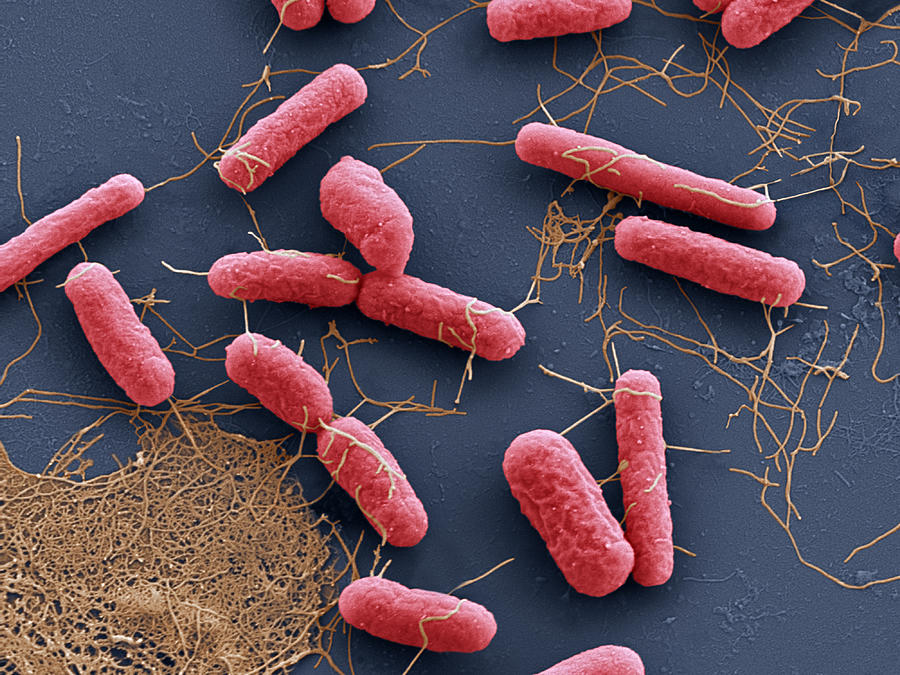 Ozone diệt E.coli trong nước