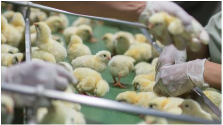 Xử lý gia cầm bằng ozone