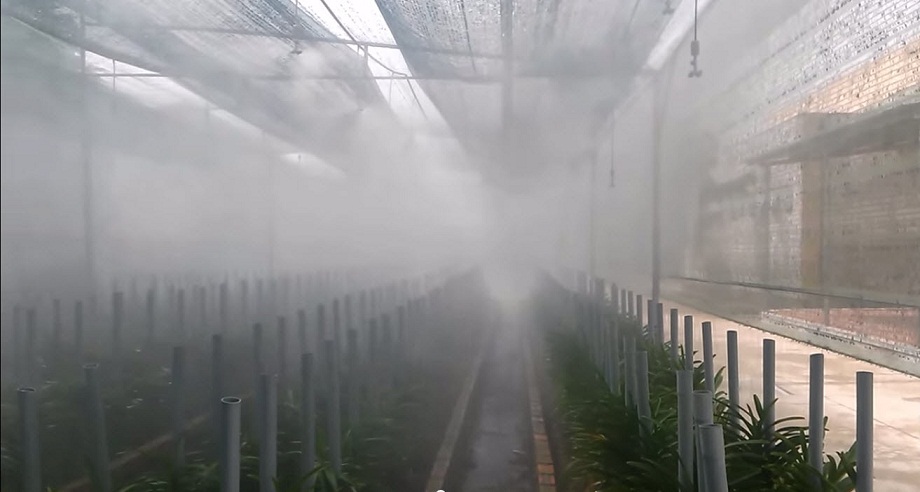 Hướng dẫn lắp đặt hệ thống tưới hoa lan tự động bằng phun sương sinh vật cảnh