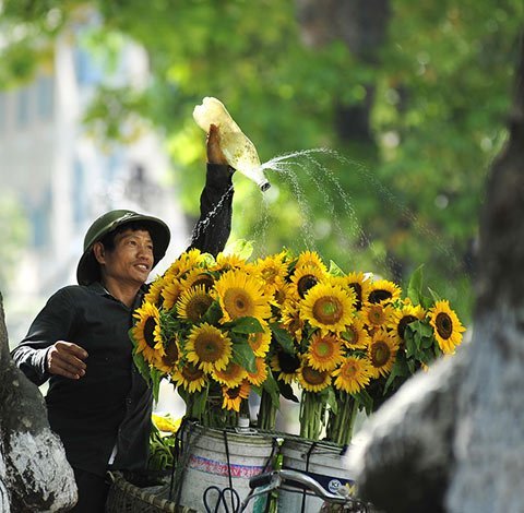 huong duong cua em
