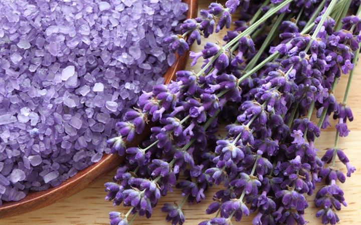 kinh doanh hoa tuoi lavender