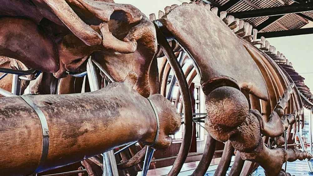 Bộ xương cá voi lớn nhất Đông Nam Á