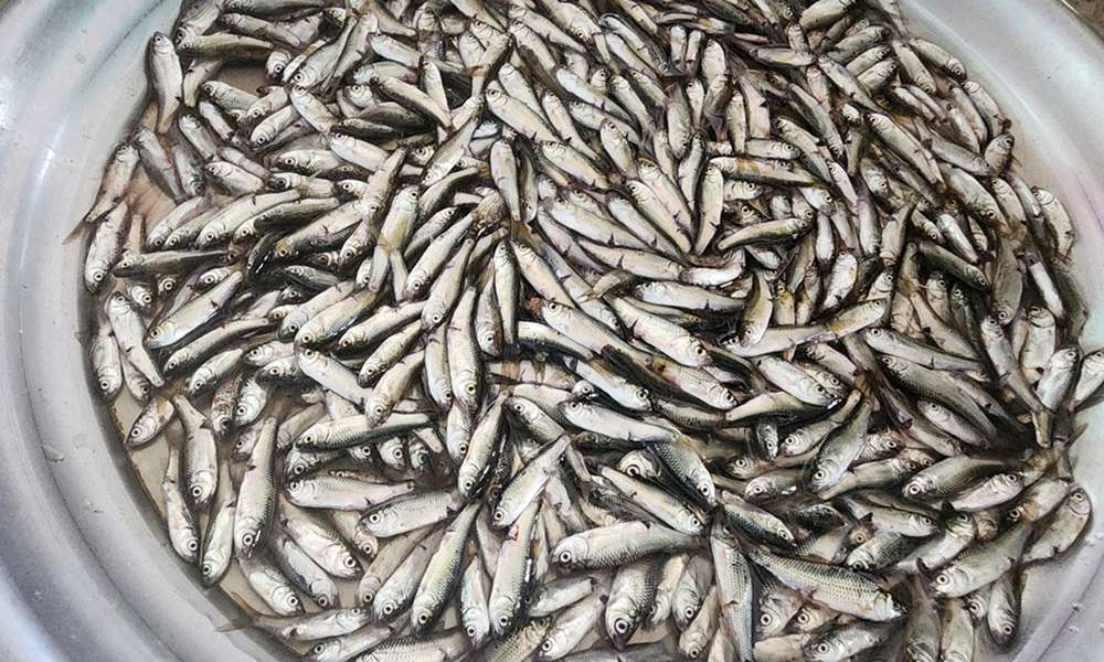 Cá linh được làm sạch trước khi chế biến