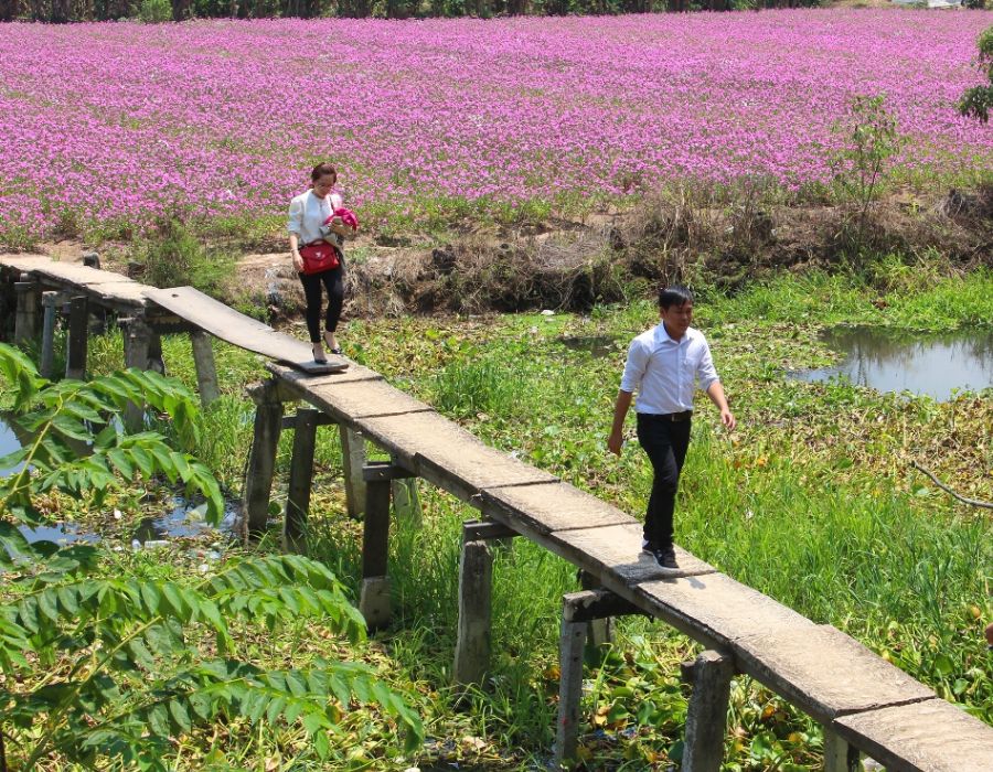 Cánh Đồng Hoa Dừa Cạn Ở Đâu?