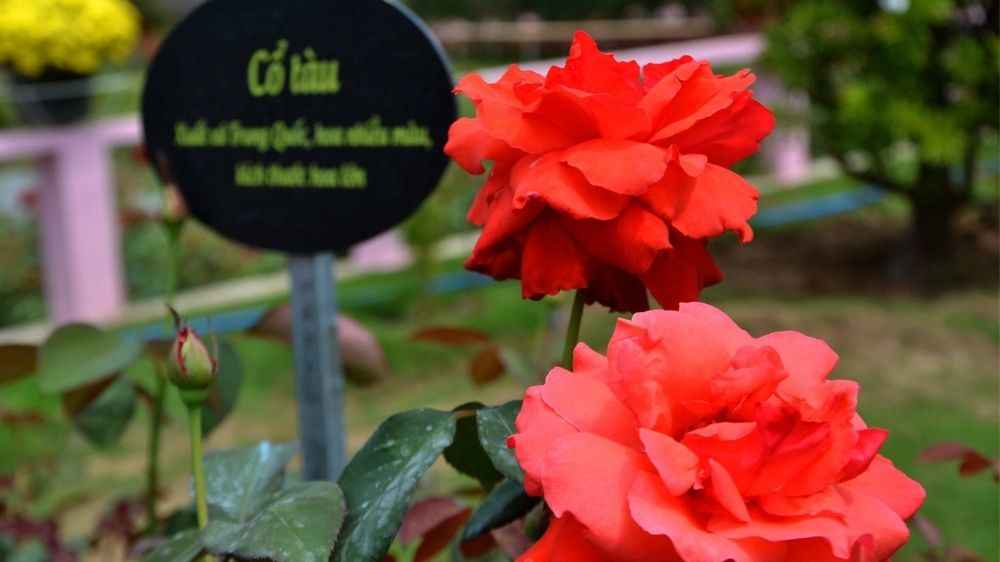 Chi phí trải nghiệm và mua sắm tại Vườn hồng Tư Tôn