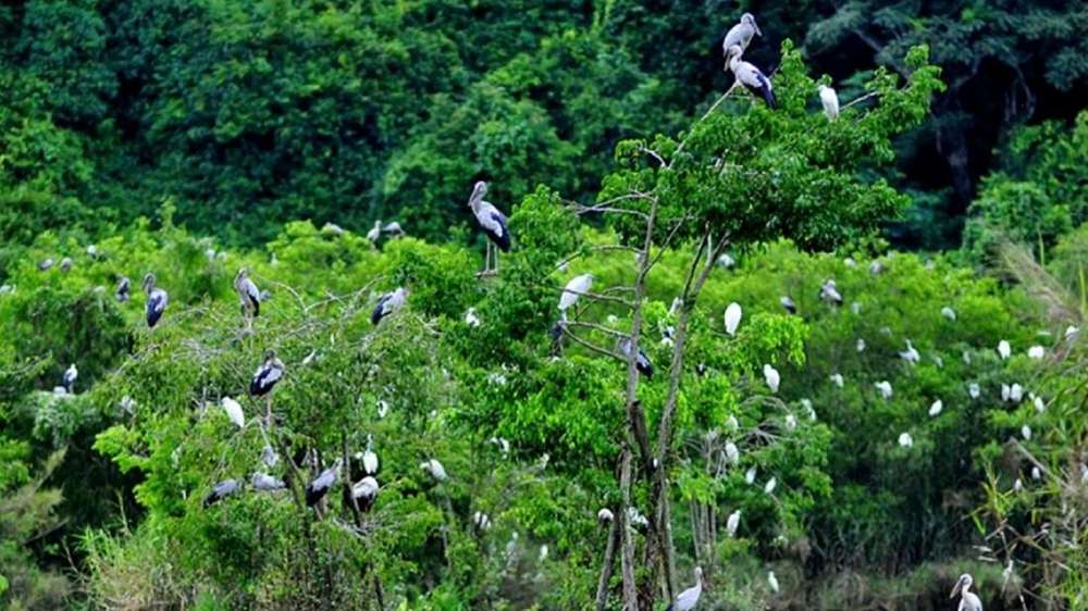 Đa dạng các loài chim cò