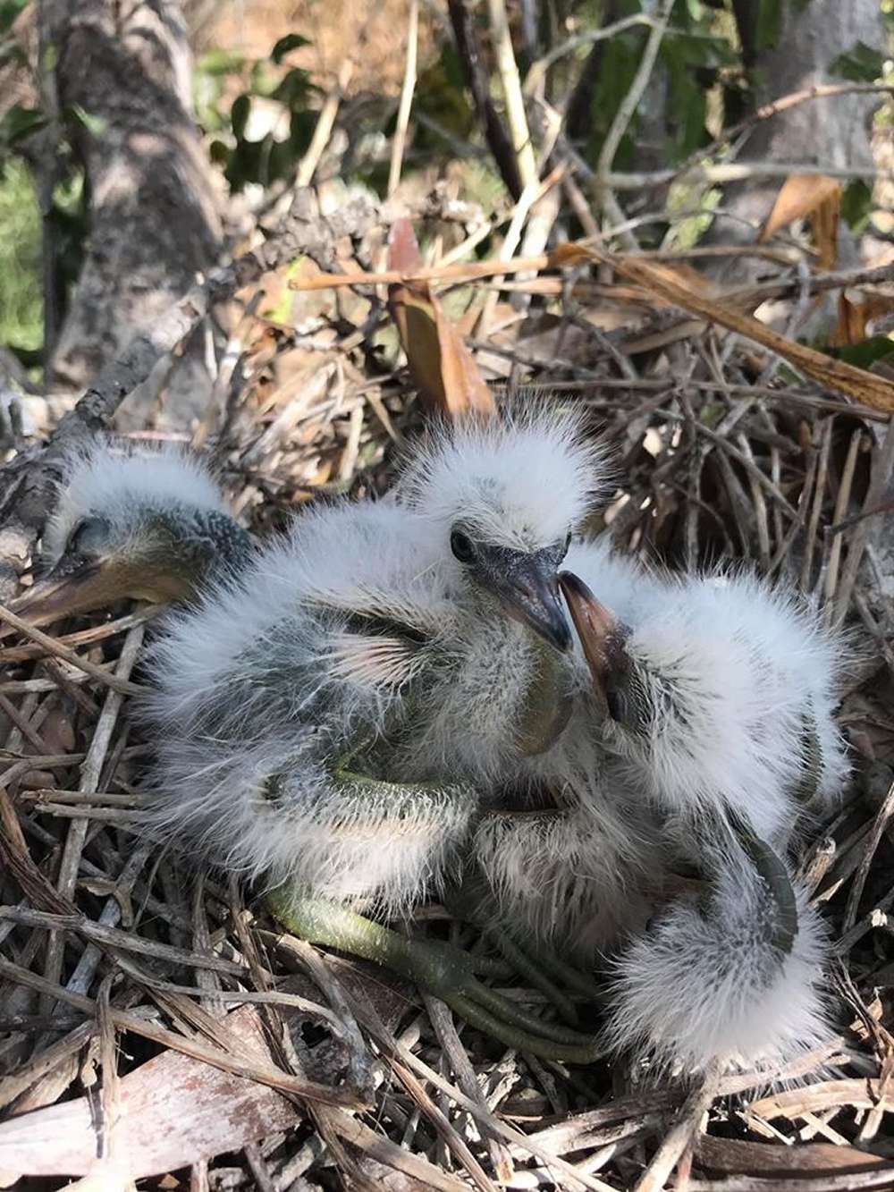 Vườn cò Tư Sự nổi bật với quần thể chim cò đa dạng