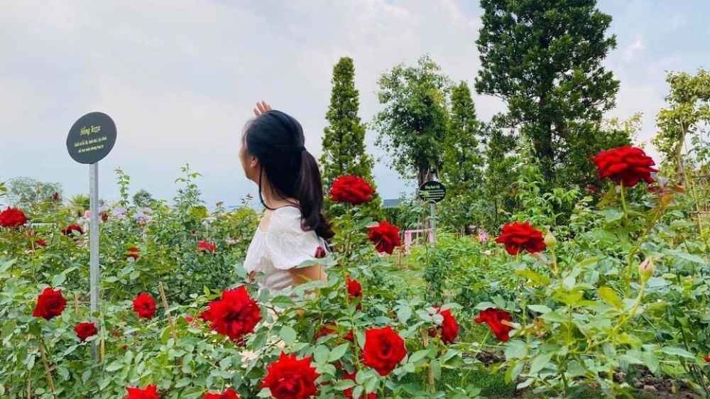 Góc chụp ảnh và check-in được yêu thích tại Vườn hồng Tư Tôn