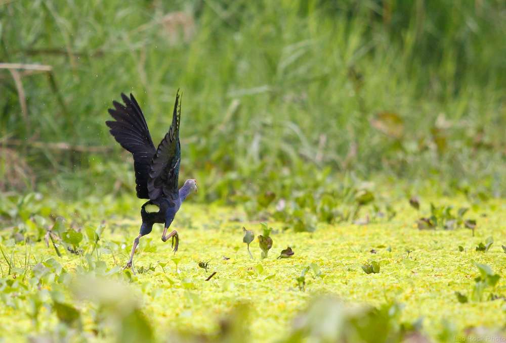 Hệ động thực vật phong phú